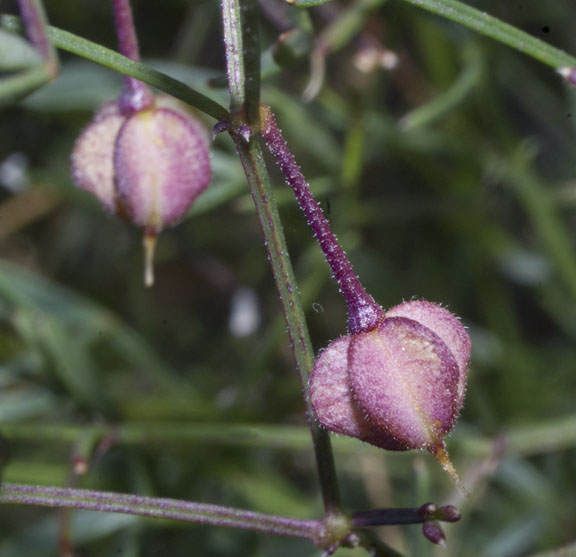  Fagonia longipes Standley 